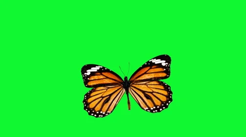 Butterfly animated green screen Stock Footage
