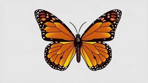 Butterfly Animation Stock Footage 271044999