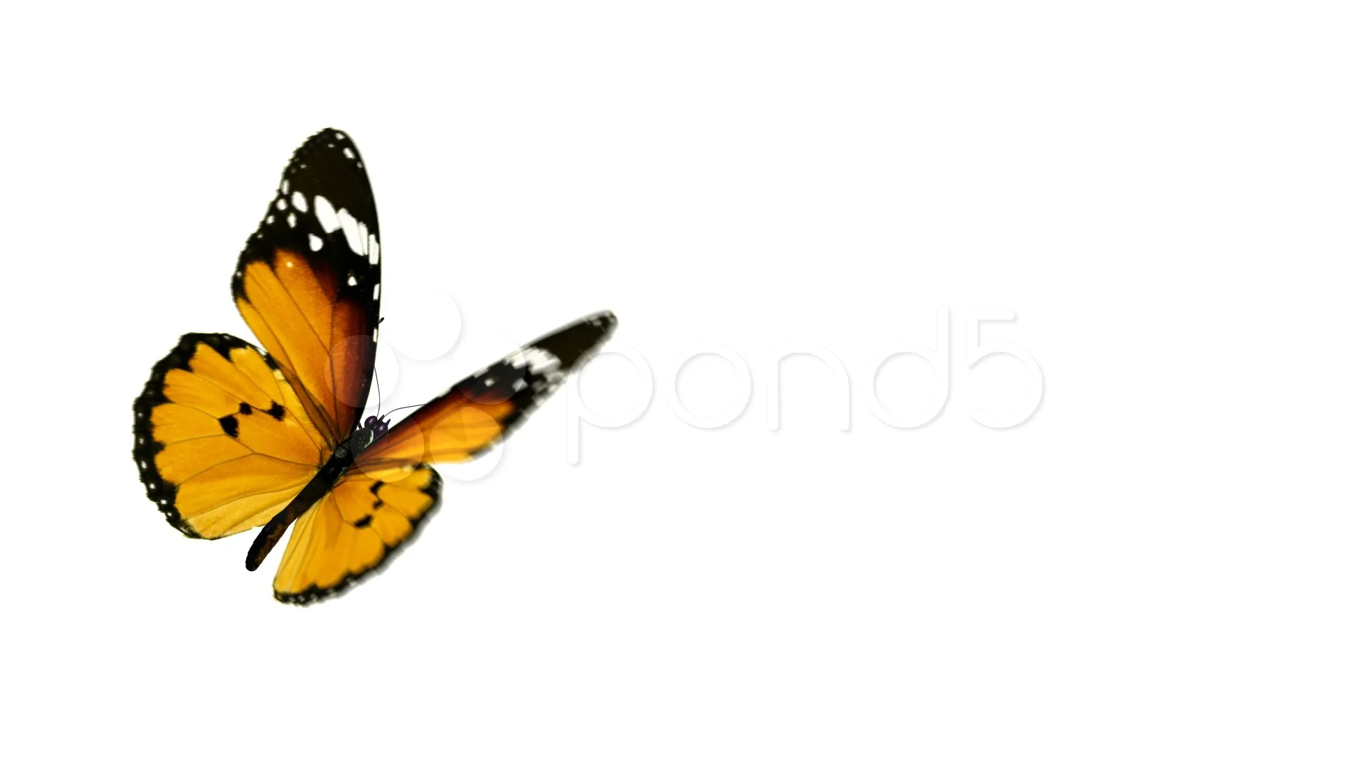 Butterfly animation (Includes alpha chan... | Stock Video | Pond5