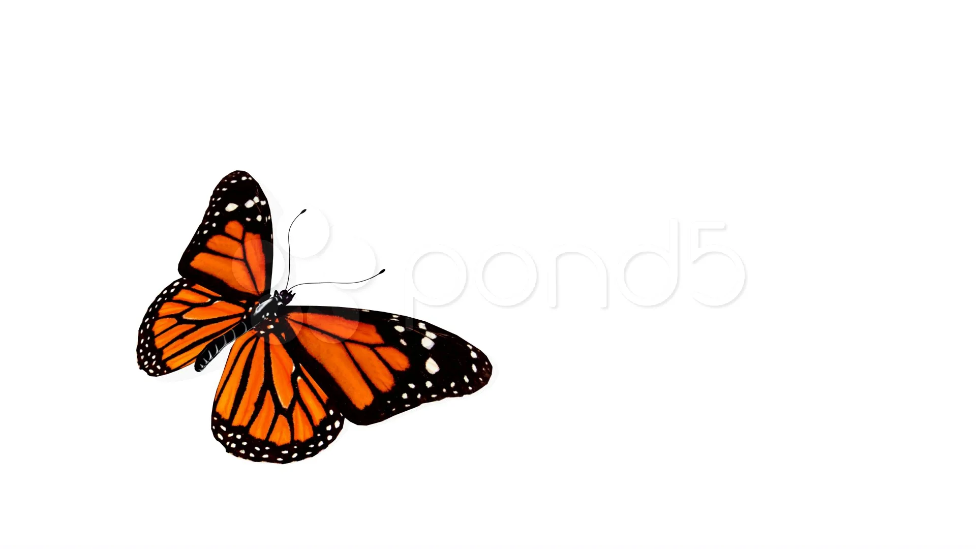 butterfly animated gif for powerpoint