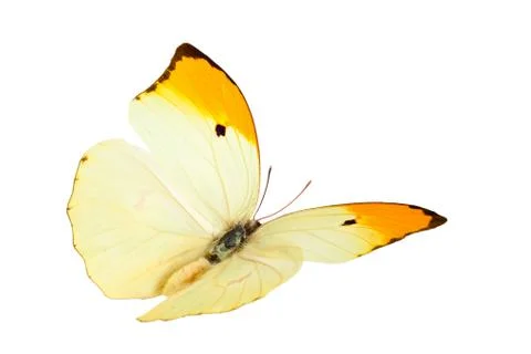 Butterfly (Anteos Menippe). Stock Photos