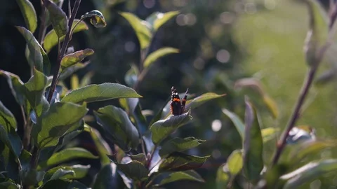 Butterfly on an Apple Tree Wide Stock Footage 115782086