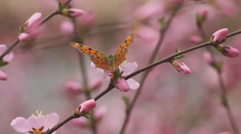 $Butterfly On Apricot Stock Footage 37555348