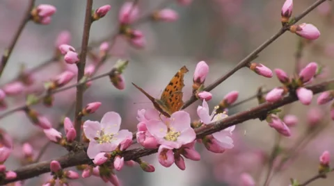 $Butterfly On Apricot 動画素材 37555468