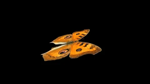 Butterfly Argus - Flying Loop - Alpha Channel Stock Footage 94240161