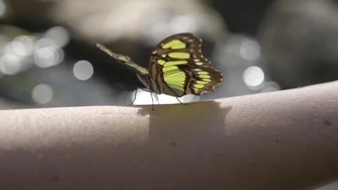 Butterfly on a arm by the river Stock Footage 297110761