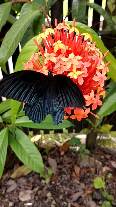 A butterfly on an asoca flowers Stock Footage 220147556