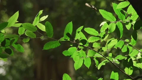 Butterfly in Australian Buch Stock Footage 163829322