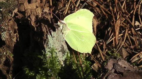 Butterfly in autumn Stock Footage 44808854