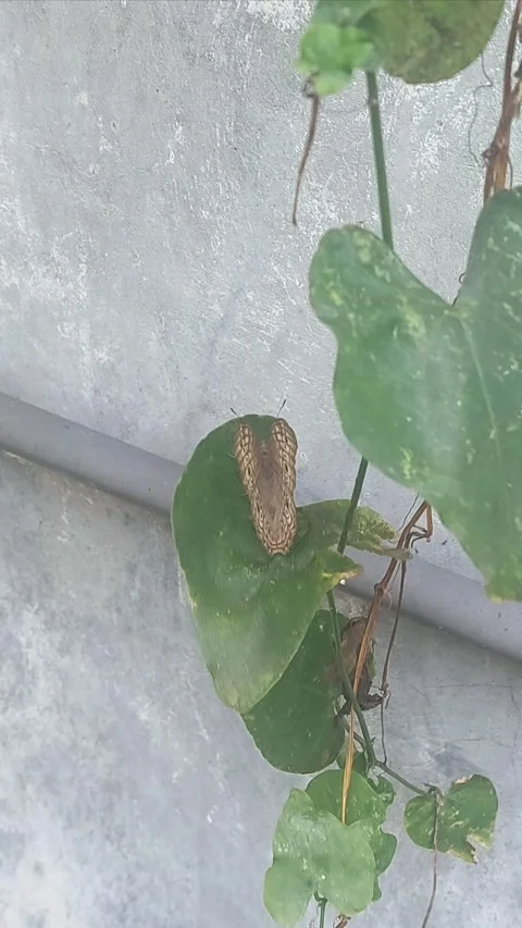 Butterfly, Back to Leaves, Vertical Stock Footage 305366432