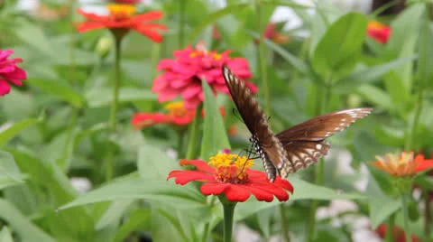 Butterfly back point Stock Footage 25913921