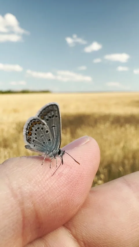 Butterfly balancing on a fingertip, glowing wheat fields under the sky, soft Stock Footage 314290187