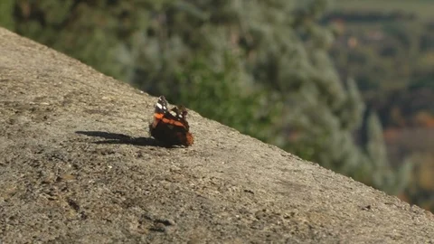 Butterfly on a Balcony Stock Footage 85569405