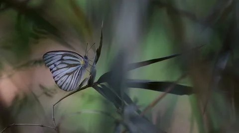 Butterfly on the bamboo shoot with softly wind Stock Footage 58923730