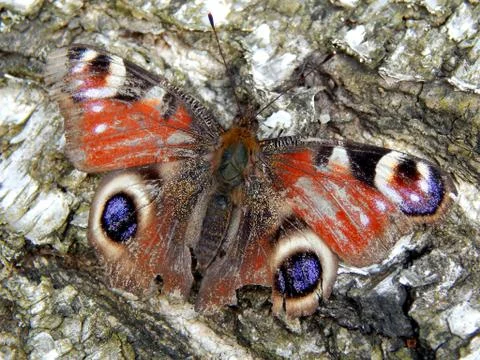 Butterfly on the bark of a tree close up Stock Photos