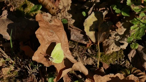 The butterfly is basked in the sun. Video stock 117098844