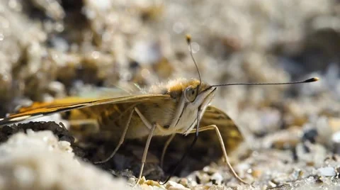 Butterfly basking in the sun Stock Footage 67482875