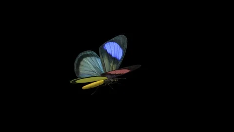 Butterfly Batesia - Flying Loop - Alpha Channel Stock Footage 94240069