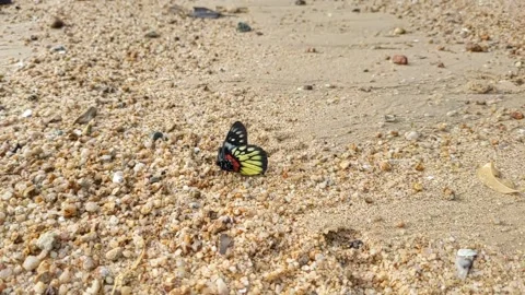 Butterfly on a beach 库存影片 144461420