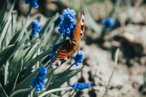 Butterfly on the beautiful flower macro Foto stock