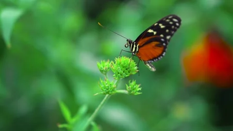 Butterfly beautiful insect Stock-Footage 274414872