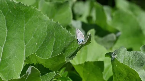 Butterfly with beautiful patterns on azure wings Vídeo Stock 271349247