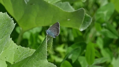 Butterfly with beautiful patterns on azure wings 動画素材 271349350