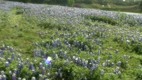 Butterfly in bed of Blue Bonnets Stock Footage 271100648