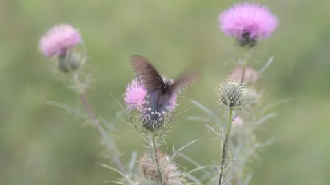 Butterfly, Bees and more insects on a purple flower Stock Footage 149079175