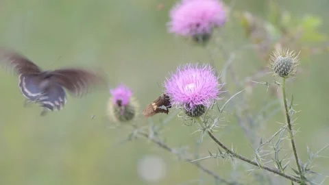 Butterfly, Bees and more insects on a purple flower Stock Footage 149079286