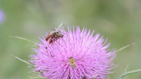 Butterfly, Bees and more insects on a purple flower Stock Footage 149079333