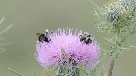 Butterfly, Bees and more insects on a purple flower Stock Footage 149079336