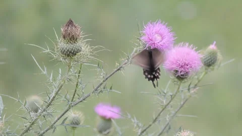 Butterfly, Bees and more insects on a purple flower Stock Footage 149079447