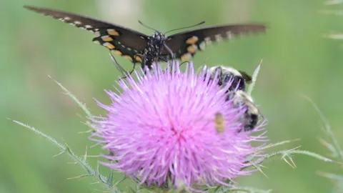 Butterfly, Bees and more insects on a purple flower Stock Footage 149079480