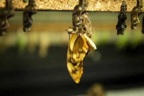 Butterfly being born alone Stock Photos