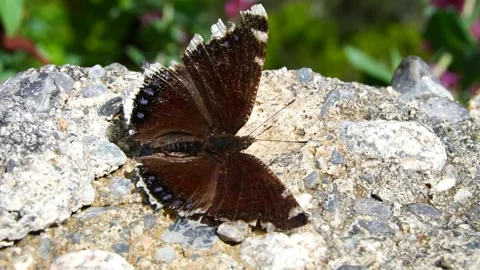The butterfly is big. Stock Footage 275287299