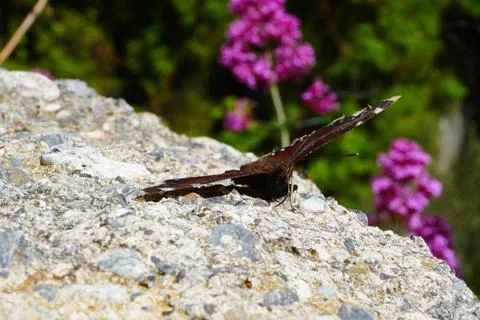 The butterfly is big. Stockfoto's