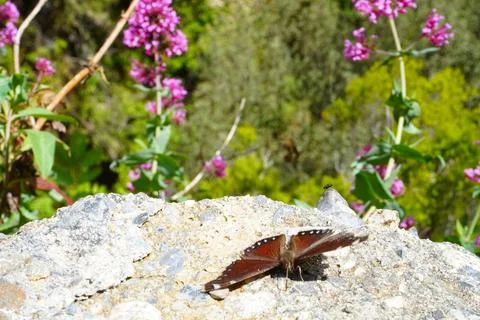 The butterfly is big. 스톡 사진