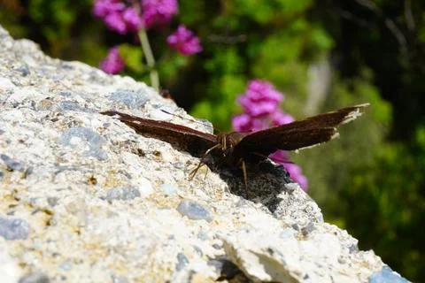The butterfly is big. Stockfoto's