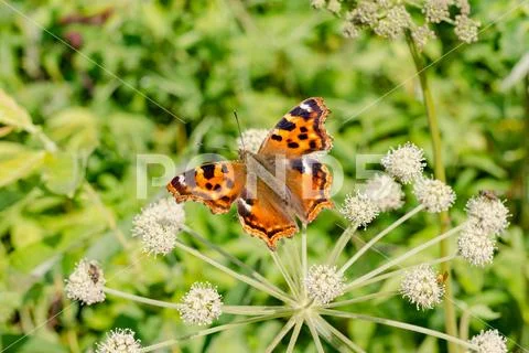 Butterfly black and orange color on a white flower close-up Stock Photos