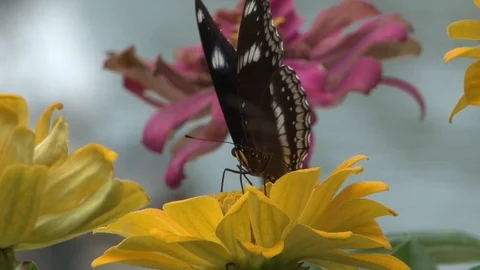 Butterfly Black and White Close Up Stock Footage 85567553