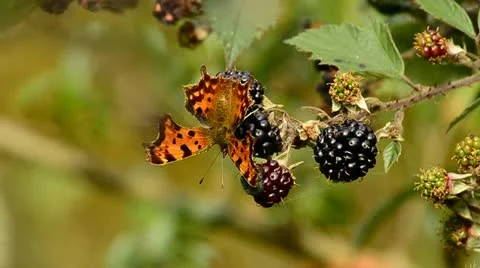 Butterfly on black berries Video stock 12766863
