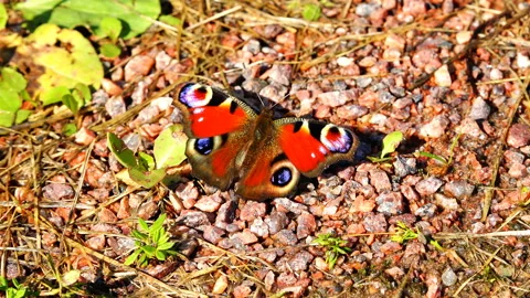 Butterfly with black spots on red wings sitting on stones Stock Footage 89876341