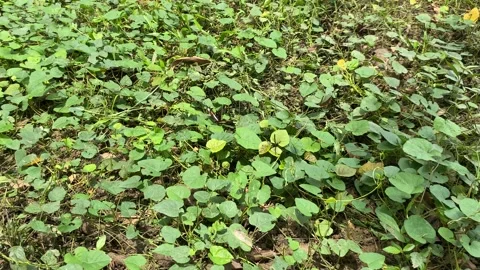A butterfly with black, white, orange patterned wings Stock Footage 312390213