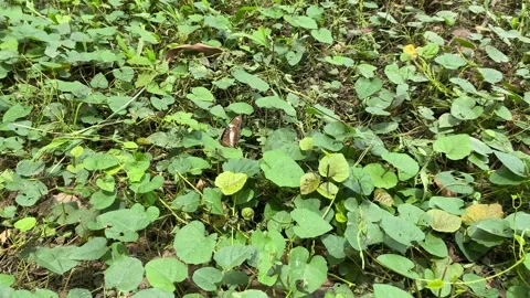 A butterfly with black, white, orange patterned wings Stock Footage 312390339