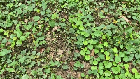 A butterfly with black, white, orange patterned wings Stock Footage 312390340