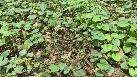 A butterfly with black, white, orange patterned wings Stock Footage 312390348
