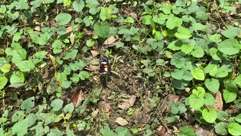 A butterfly with black, white, orange patterned wings perched Stock Footage 312390426