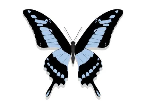Butterfly with black wings, blue patterns Stock Illustration