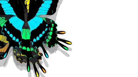 Butterfly with black wings, blue patterns Stock Photos